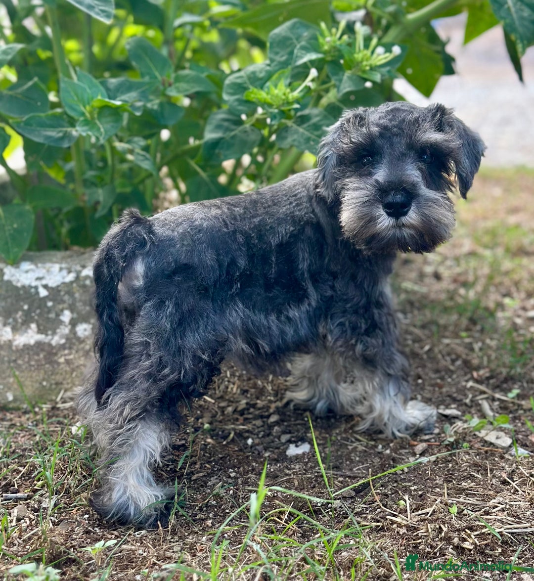 Schnauzer Miniatura perros en venta: SCHNAUZER MINIATURA ESPECTACULAR - Imagen 4