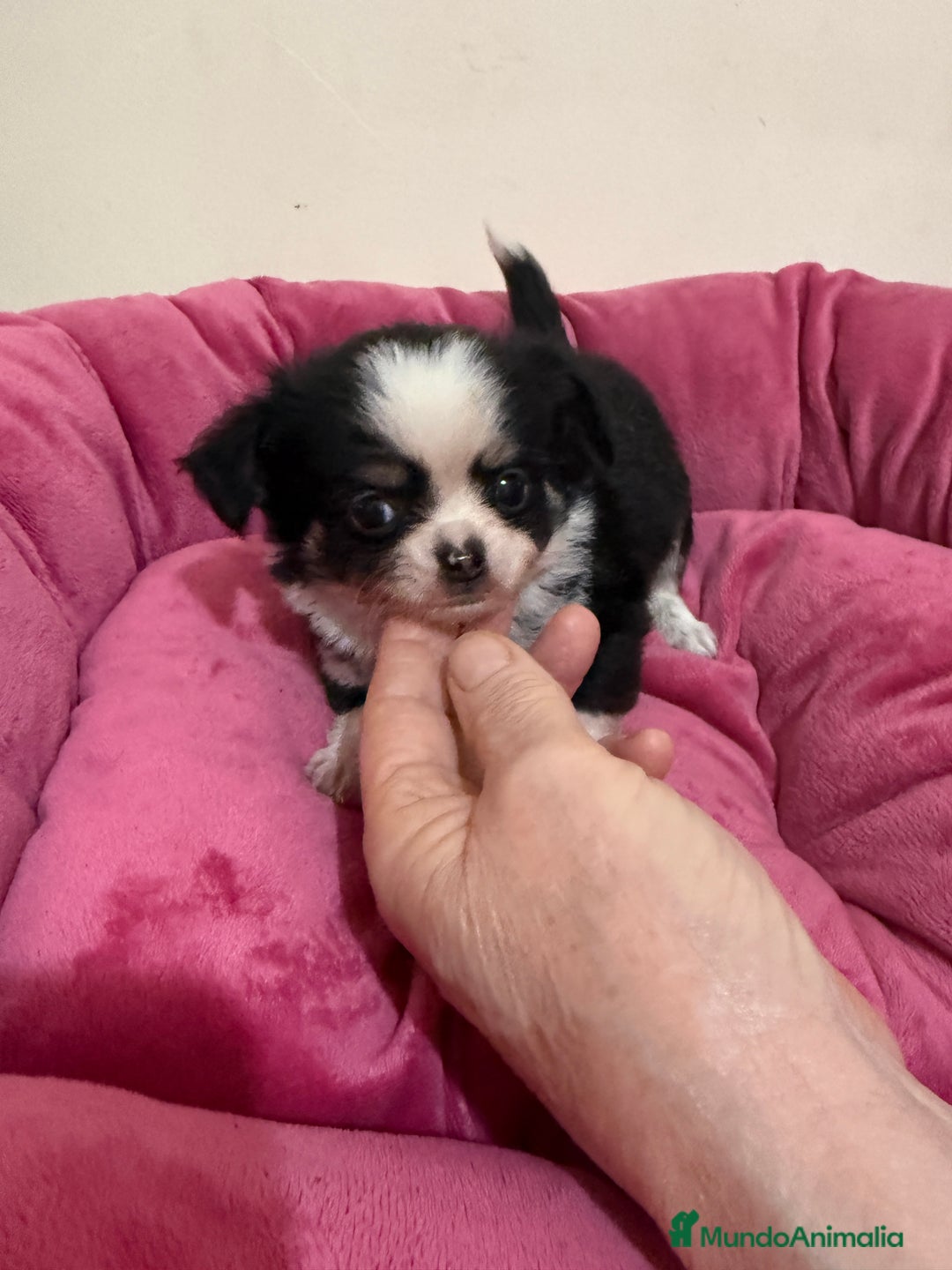 Chihuahua perros en venta: Chihuahua pelo largo - Anuncio 1