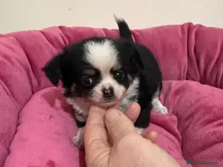 Chihuahua perros Chihuahua pelo largo - Anuncio 15