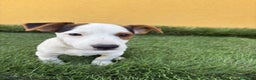 Jack Russell Terrier perros en venta: Macho de Jack Russell Terrier  - Anuncio 11