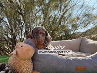 Teckel Miniatura perros - Anuncio 29