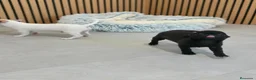 Chihuahua perros en venta: Chihuahua Toy Machitos - Anuncio 13