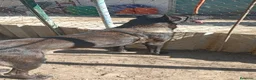 Pastor Belga Malinois perros en venta: Disponible Pastor belga Malinois de calidad  - Anuncio 16