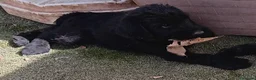 Schnauzer Gigante perros en venta: SchnauzerGiganteNegro - Anuncio 3