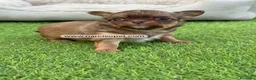 Chihuahua perros en venta: CHIHUAHUA PELO LARGO TOY - Anuncio 2