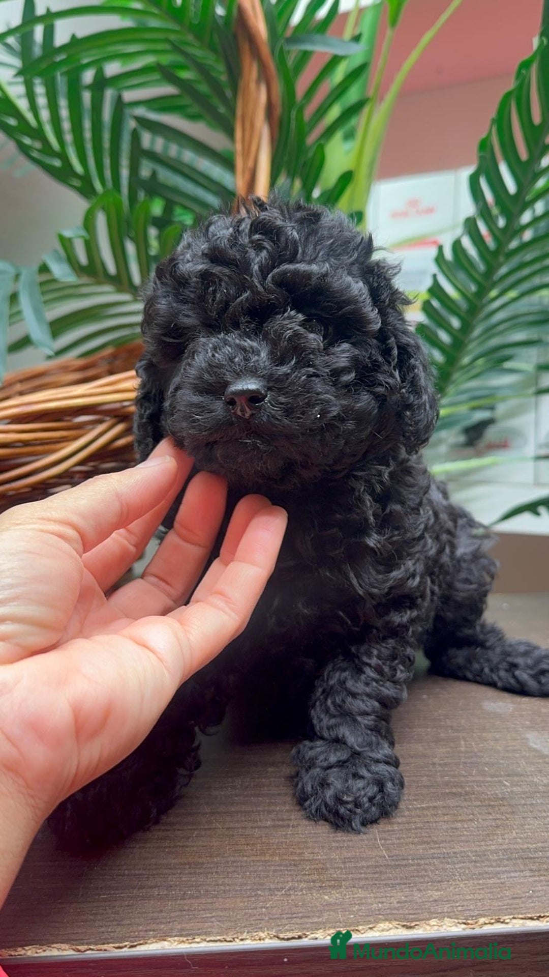 Caniche Toy perros en venta: CANICHE TOY MACHO - Anuncio 2