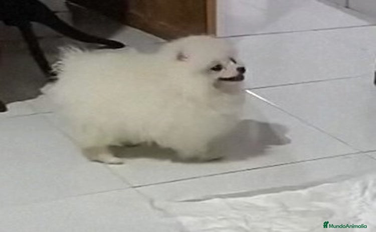 Pomerania perros PRECIOSAS HEMBRITAS CHIQUITINAS DE POMERANIA - Anuncio 17