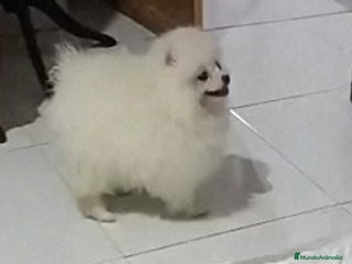 Pomerania perros PRECIOSAS HEMBRITAS CHIQUITINAS DE POMERANIA - Anuncio 35