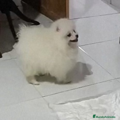 Pomerania perros PRECIOSAS HEMBRITAS CHIQUITINAS DE POMERANIA - Anuncio 17