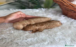 Caniche Toy perros en venta: CANICHE TOY HEMBRA - Imagen 4