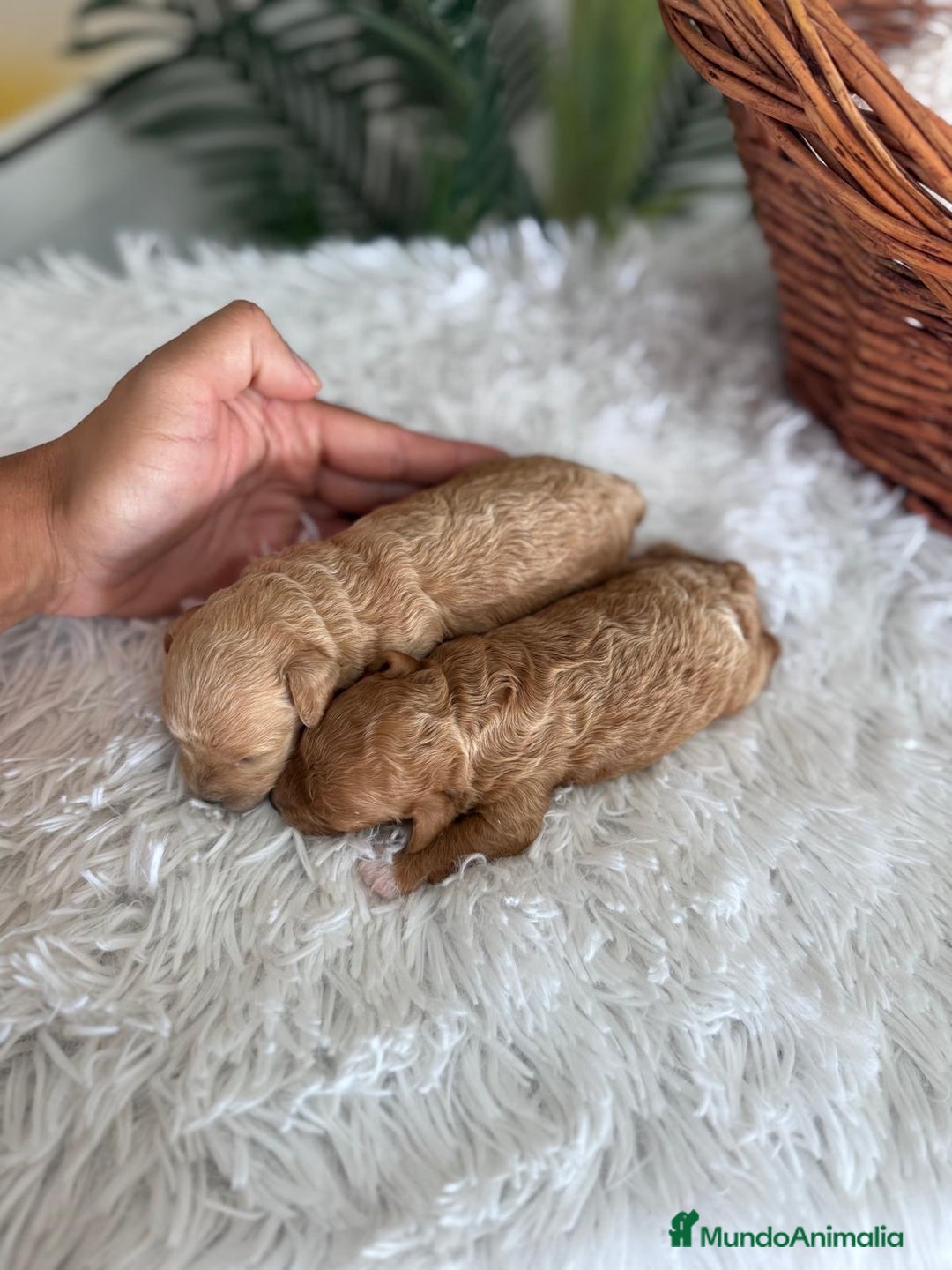 Caniche Toy perros en venta: CANICHE TOY HEMBRA - Imagen 4