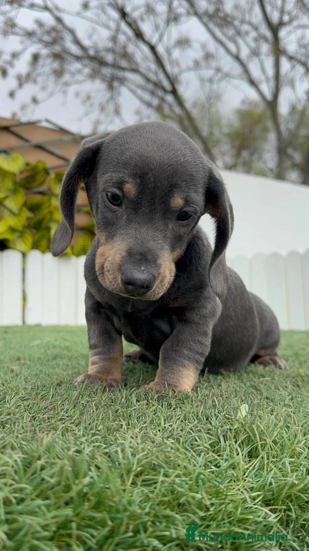 Teckel Miniatura perros en venta: TECKEL MINIATURA BLUE - Anuncio 15