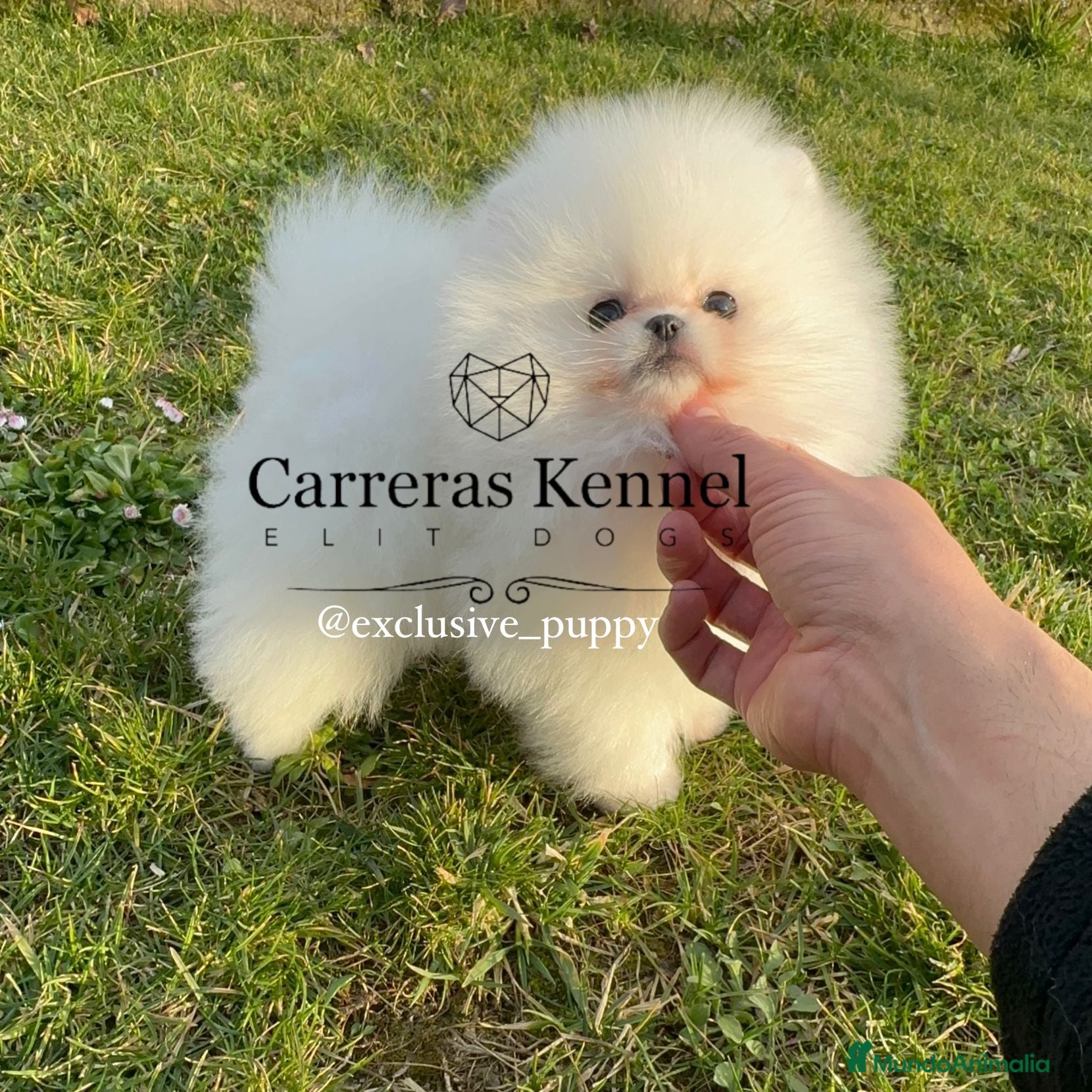 Pomerania perros 🥇 PREMIUM POMERANIA TOY 🏆 - Anuncio 1