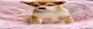 Shiba Inu 1