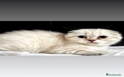 Scottish Fold gatos en venta: Cachorros scottish fold - Imagen 4
