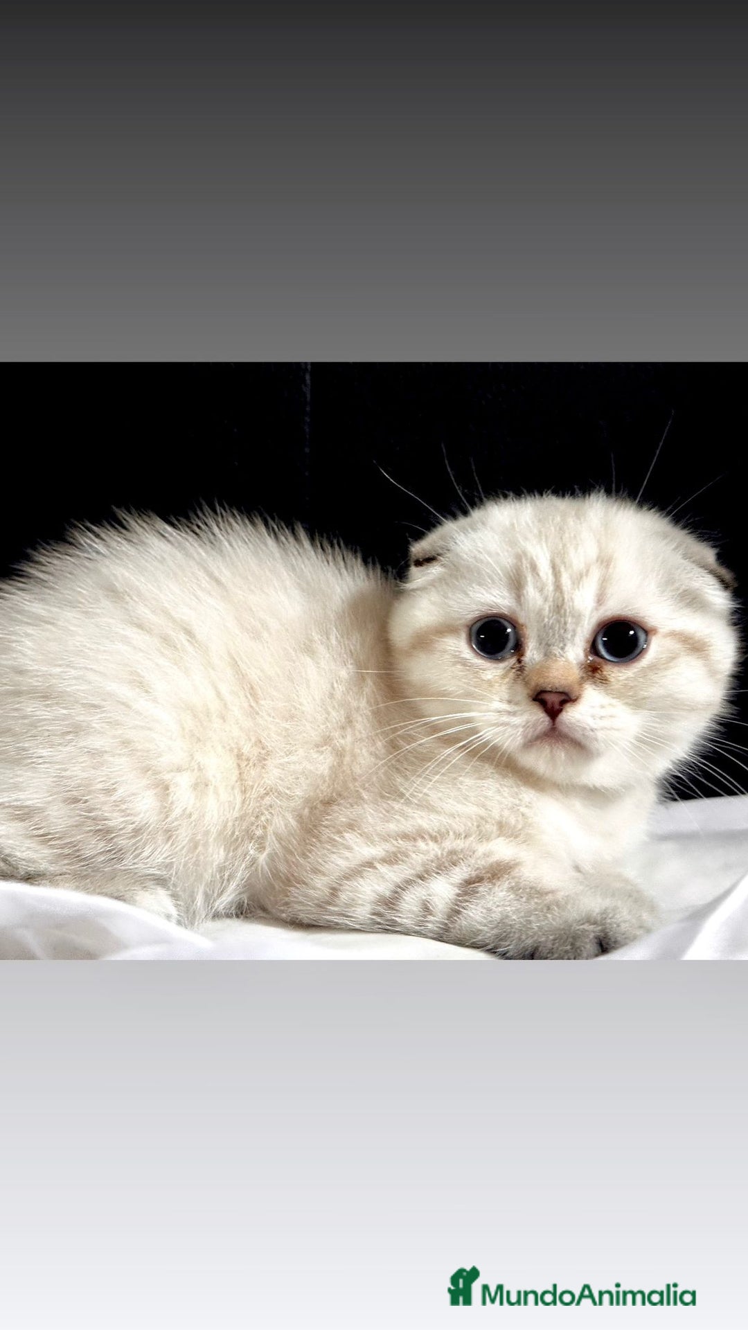 Scottish Fold gatos en venta: Cachorros scottish fold - Imagen 4