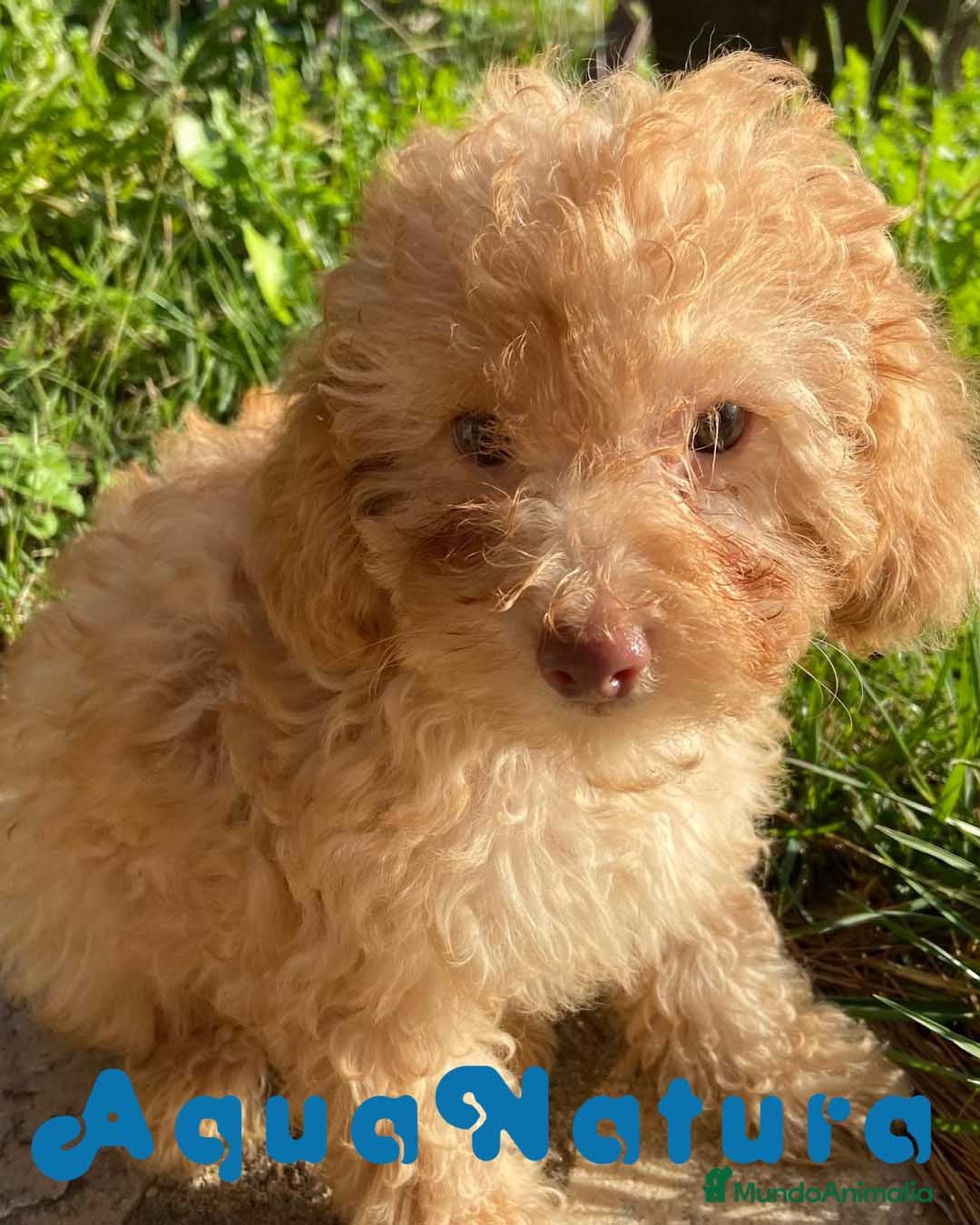 Caniche Mediano perros Caniche Hembra de Estela y Alejo 6278 - AQUANATURA en Barcelona - Anuncio 2