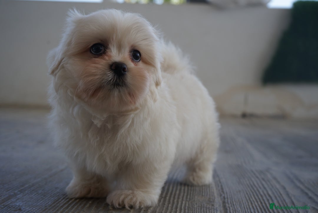 Maltipoo perros en venta: ✨ Snow & Carnival ✨ - Imagen 7