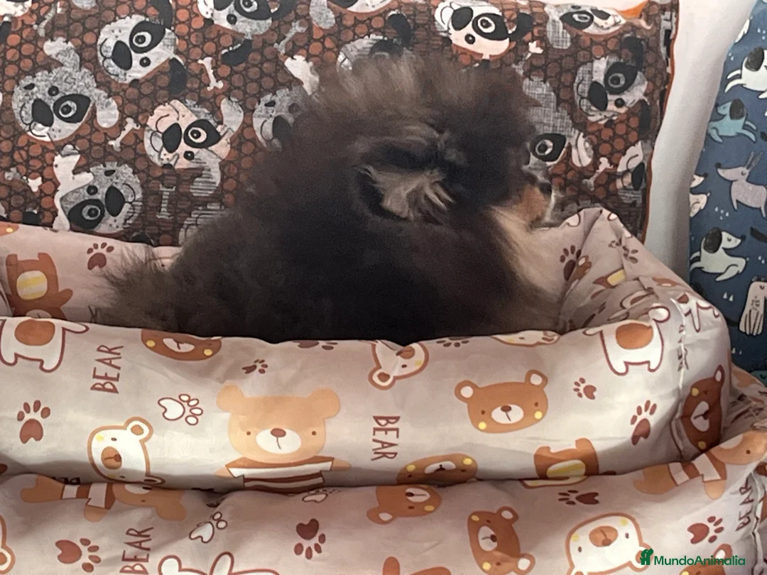 Pomerania perros en venta: Pomerania en Caraby Benidorm  - Anuncio 7