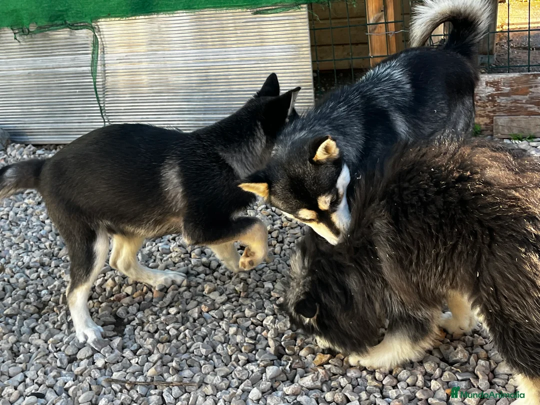 Pomsky perros en venta: Pomsky miniatura multigeneracional  - Anuncio 18