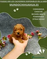 Caniche Toy Cachorro 11