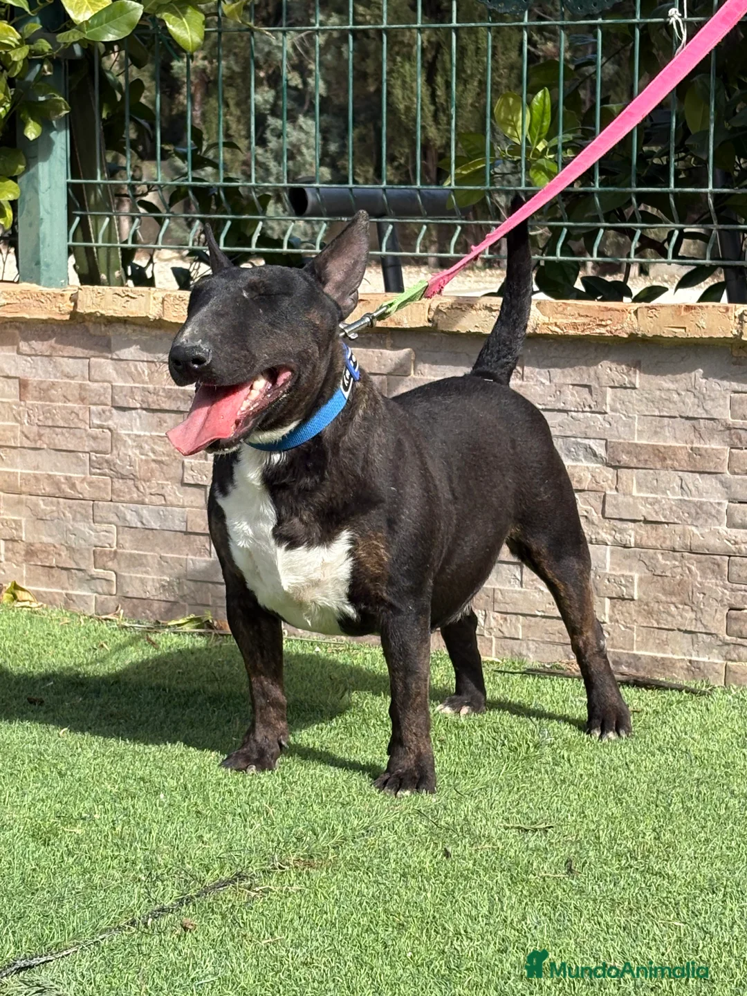 Bull Terrier Miniatura perros en venta: Hembra bull terrier mini pedigree  - Anuncio 4