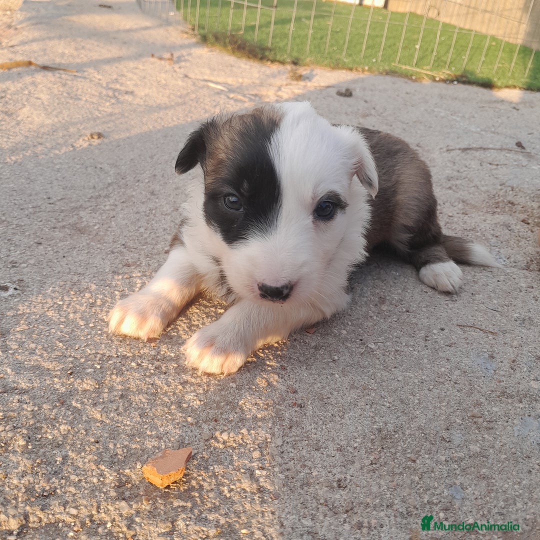 Border Collie perros en venta: BORDER COLLIE - Imagen 2