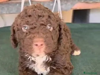 Perro de Agua Español perros ESPECTACULAR CAMADA DE PERRO DE AGUAS - Anuncio 30