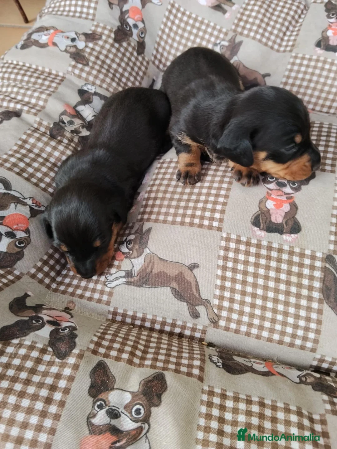 Teckel Miniatura perros en venta: Teckel miniatura - Anuncio 2