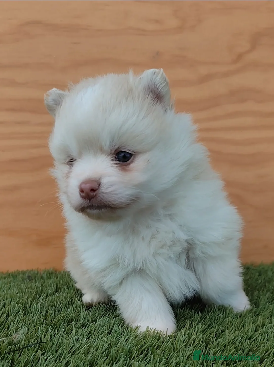 Pomsky perros en venta: Pomsky  - Anuncio 2