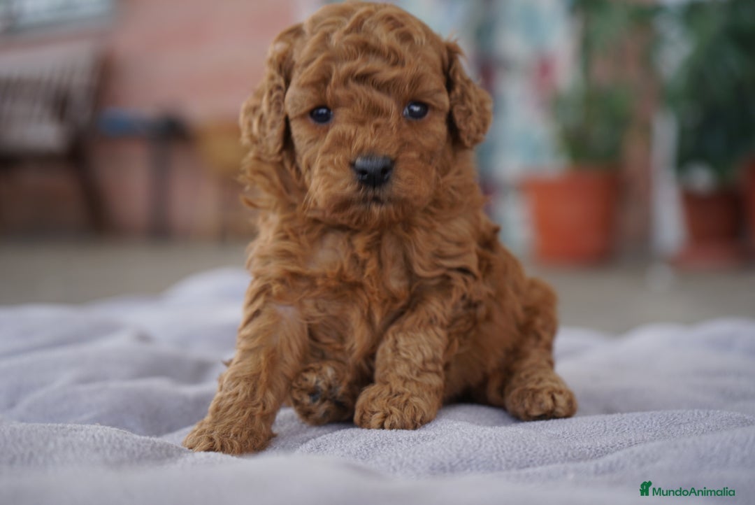 Caniche Toy perros en venta: ❤️ Atom y Solana – Caniches toy rojos  🐾 - Imagen 3