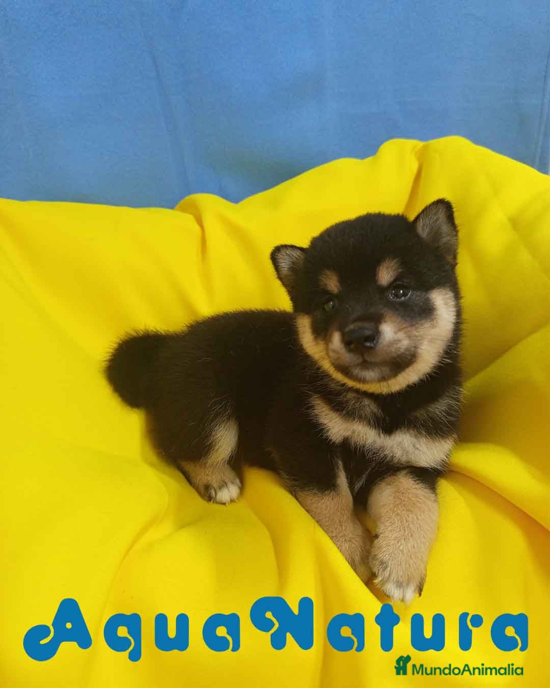 Shiba Inu perros en venta: Camada Shiba Inu de Mar y Silvio AQUANATURA - Imagen 2