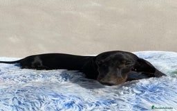 Teckel Miniatura perros en venta: TECKEL MINIATURA  - Imagen 3