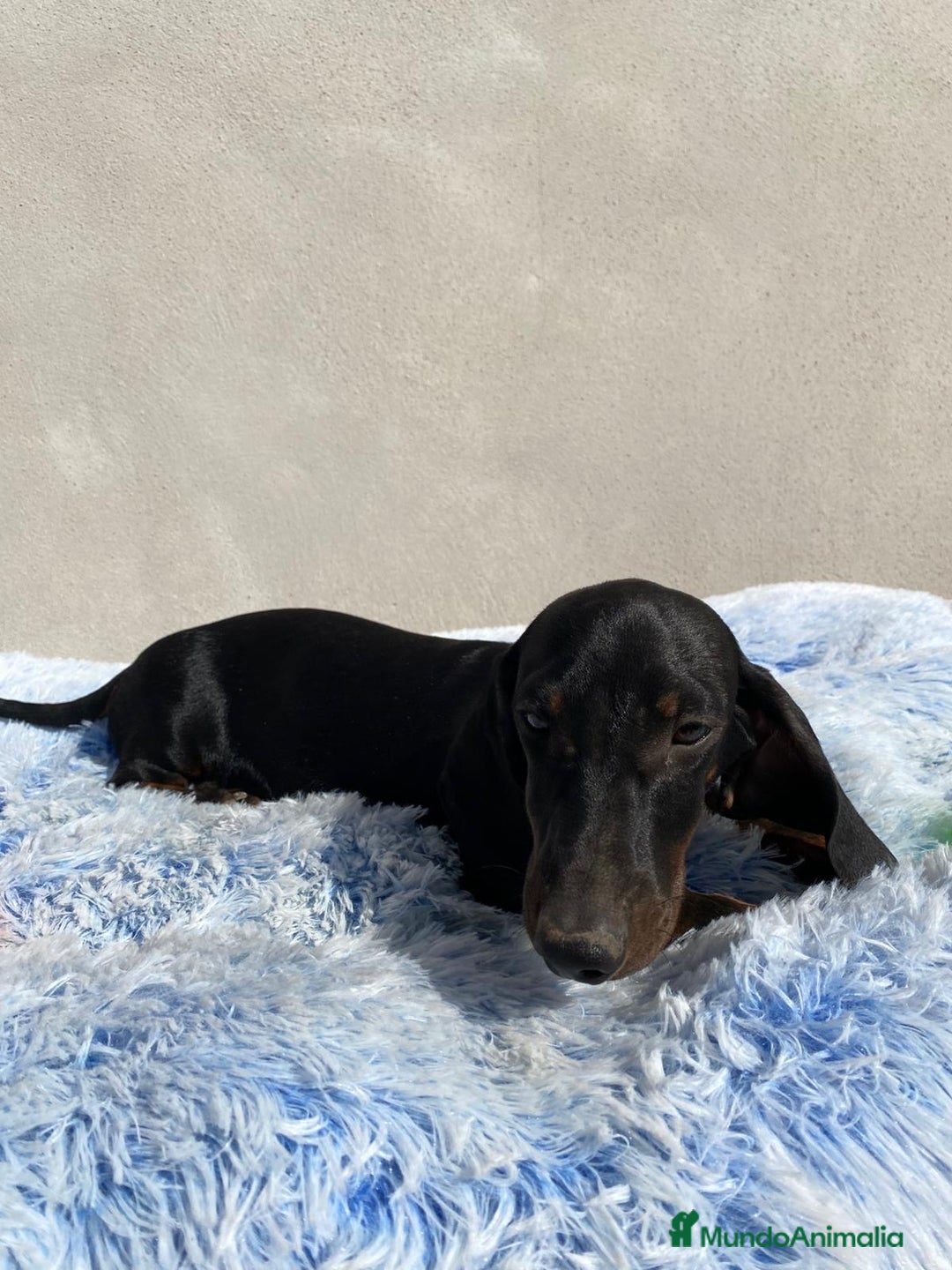 Teckel Miniatura perros en venta: TECKEL MINIATURA  - Imagen 3