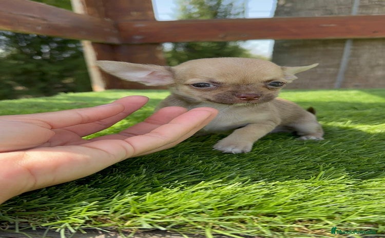 Chihuahua perros - Anuncio 3