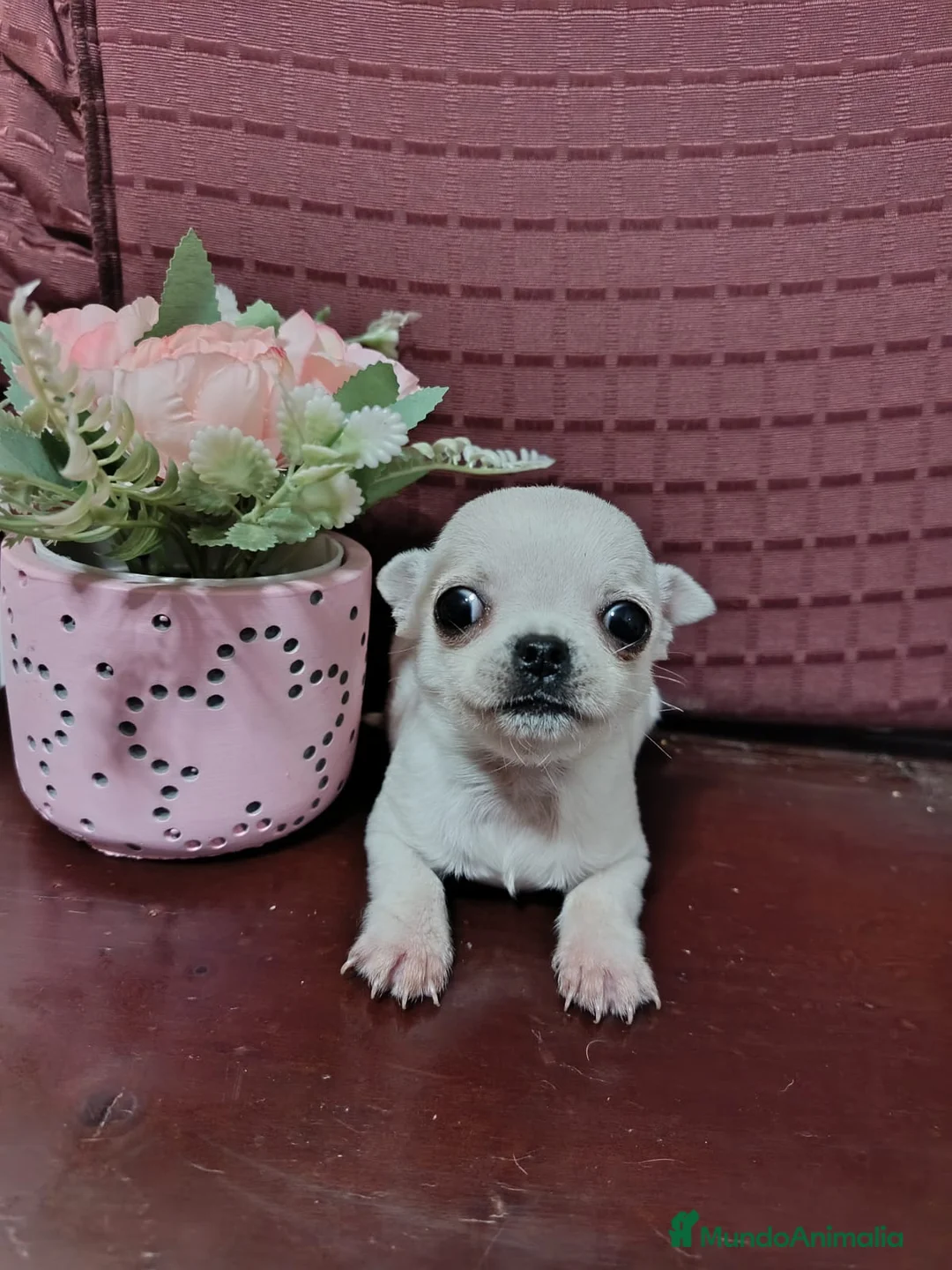 Chihuahua perros en venta: Chihuahua Toy cabeza manzana  - Anuncio 6