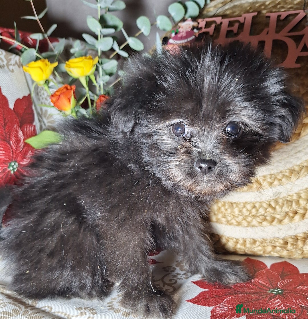 Raza Mixta perros en venta: MALTIPOO  - Anuncio 5