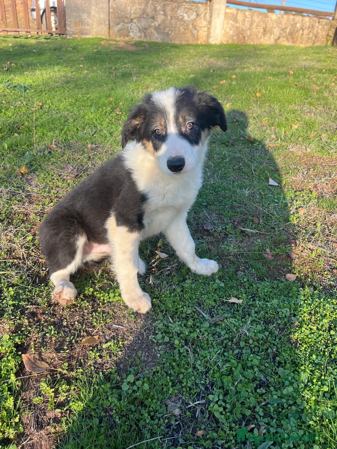 Border Collie perros en venta: Border Collie Puro - Anuncio 3