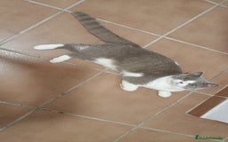 Británico de Pelo Corto gatos para monta: Monta - Imagen 3