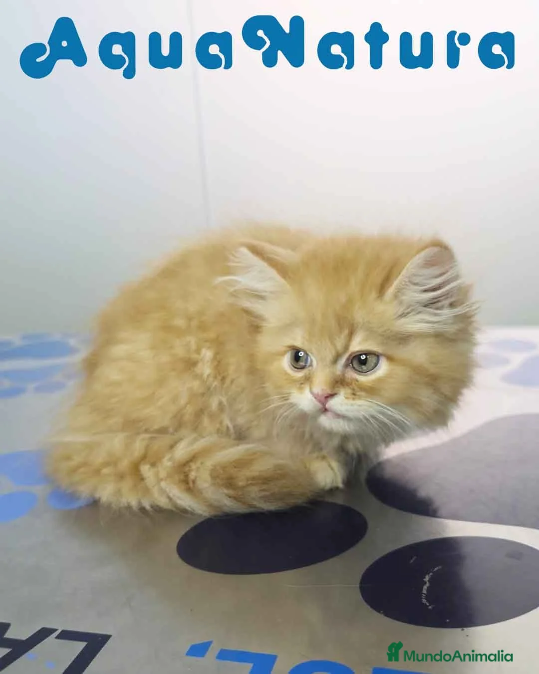 Persa gatos en venta: Persa Chinchilla Macho 6791 AQUANATURA - Anuncio 1