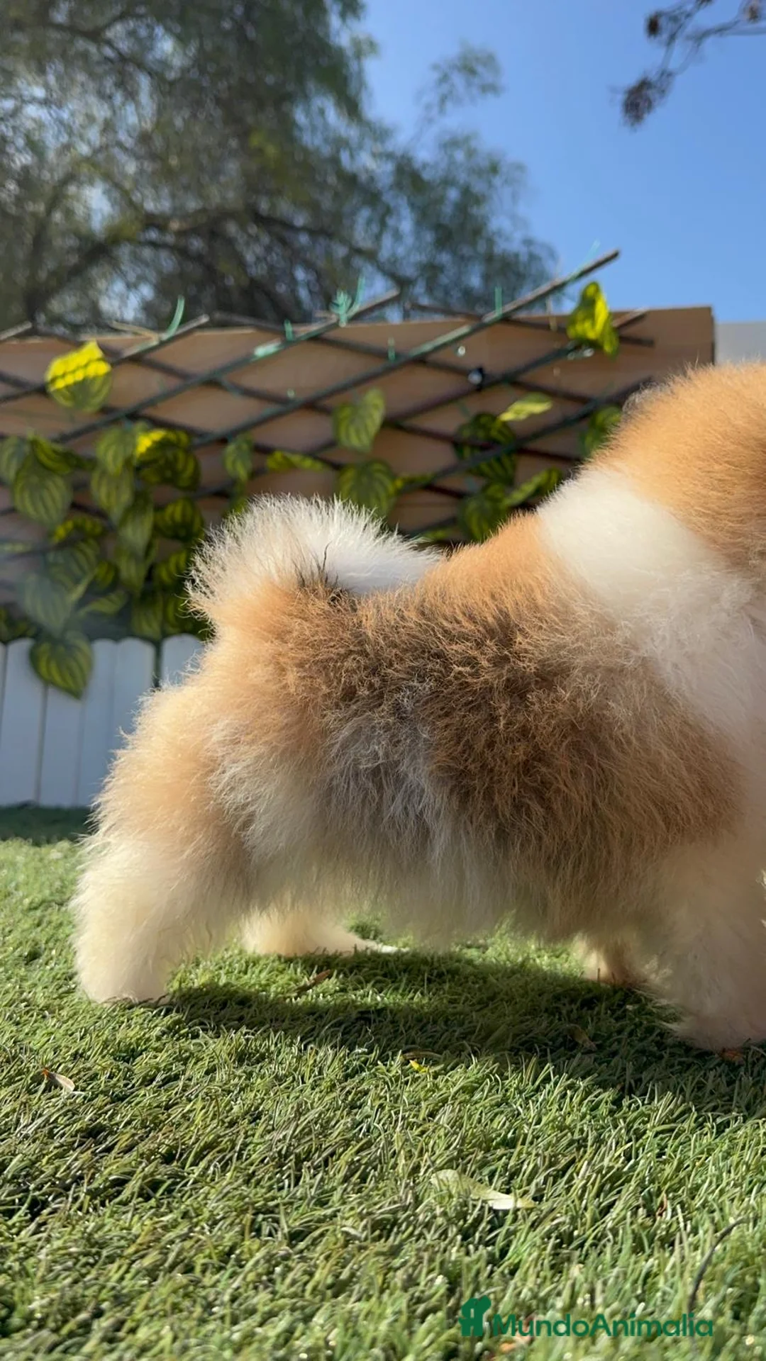 Pomerania perros en venta: POMERANIA - Anuncio 9
