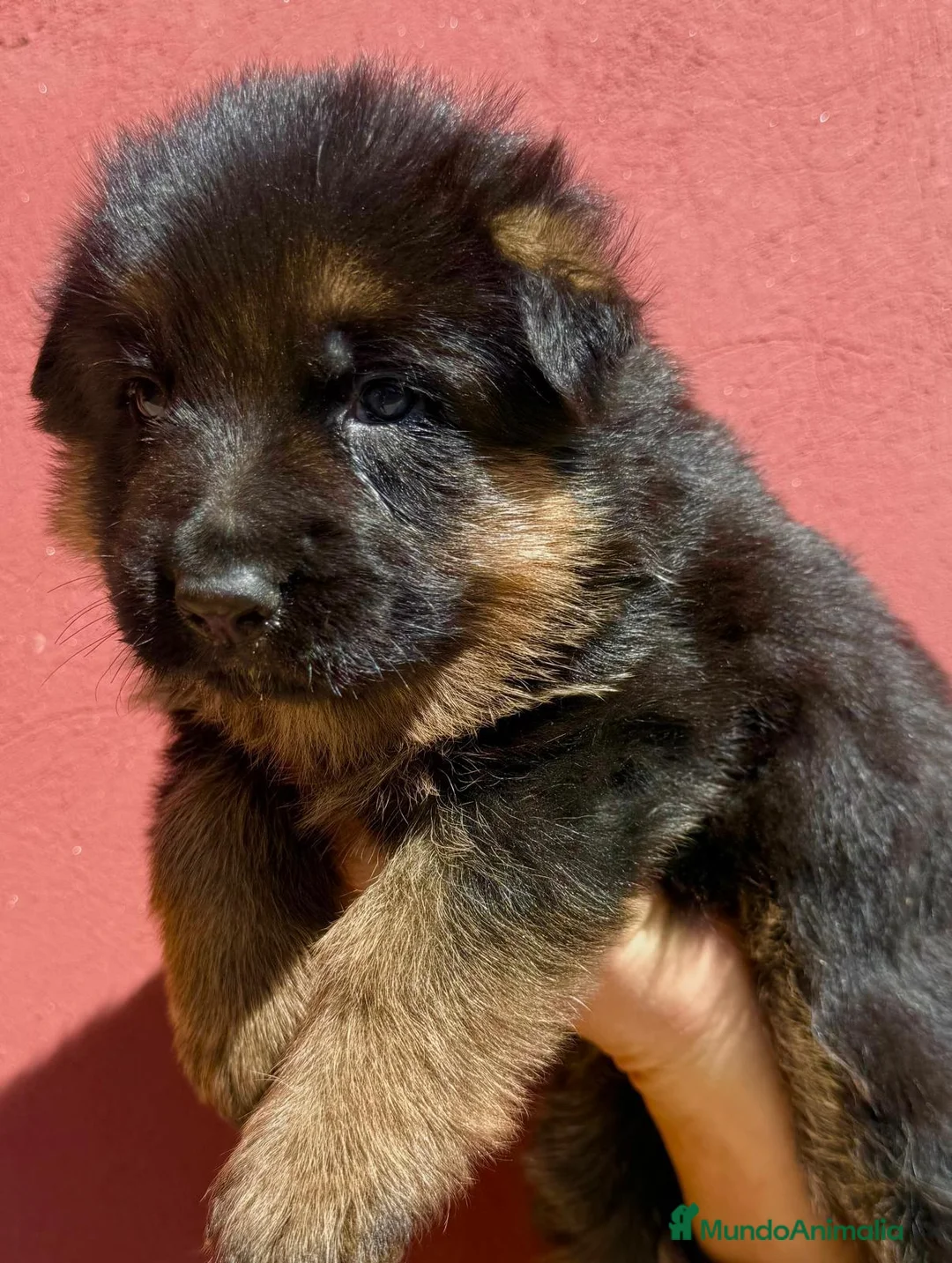Pastor Alemán perros en venta: pastor aleman cachorros criadero garantias valenc - Anuncio 2