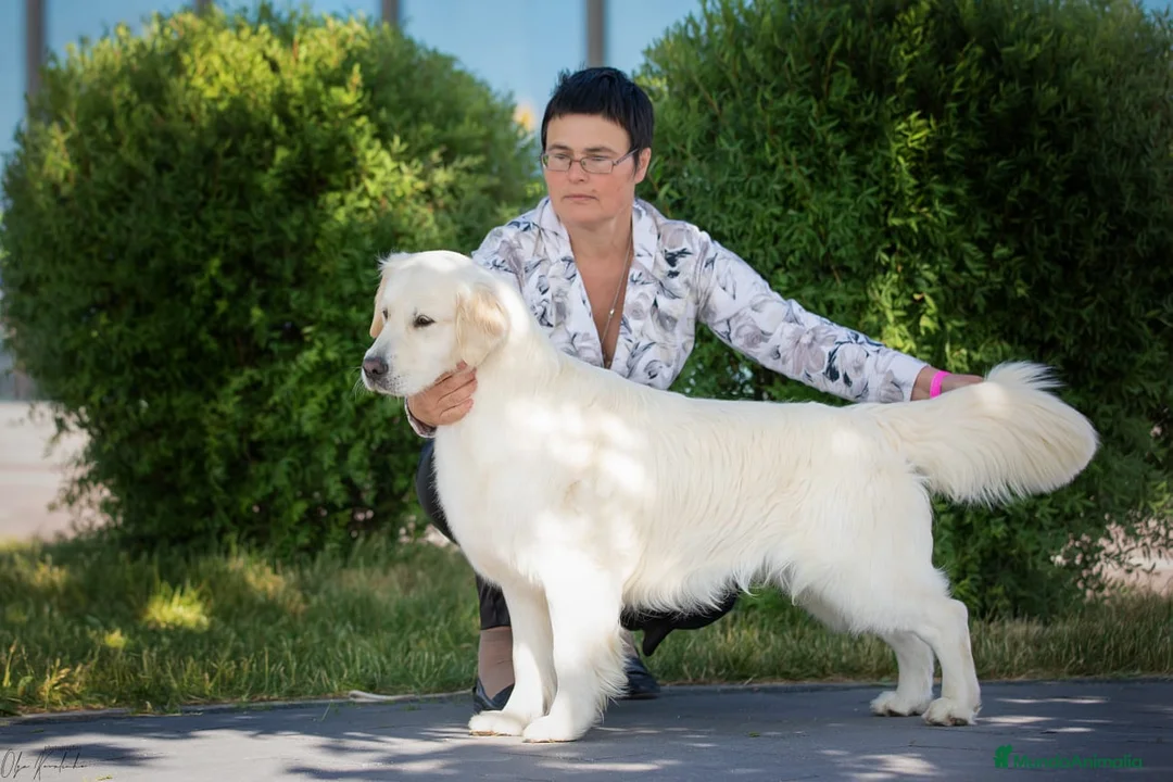 Golden Retriever perros en venta: Golden retrivier  - Anuncio 2