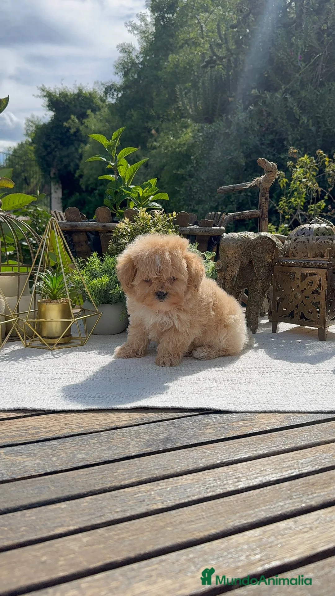 Maltipoo perros en venta: Maltipoo Toy macho rojo apricot super peludo  - Anuncio 1