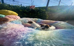 Jack Russell Terrier perros en venta: Jack Russell recién nacidos 😻🐾 - Imagen 6
