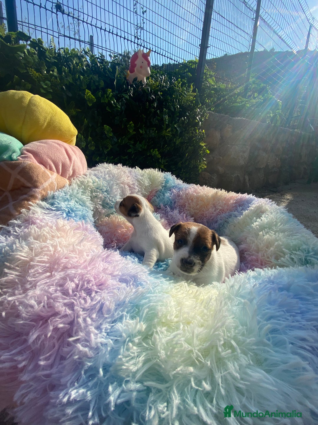 Jack Russell Terrier perros en venta: Jack Russell recién nacidos 😻🐾 - Imagen 6