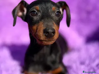 Pinscher Miniatura perros Minipincher hembra - Anuncio 4