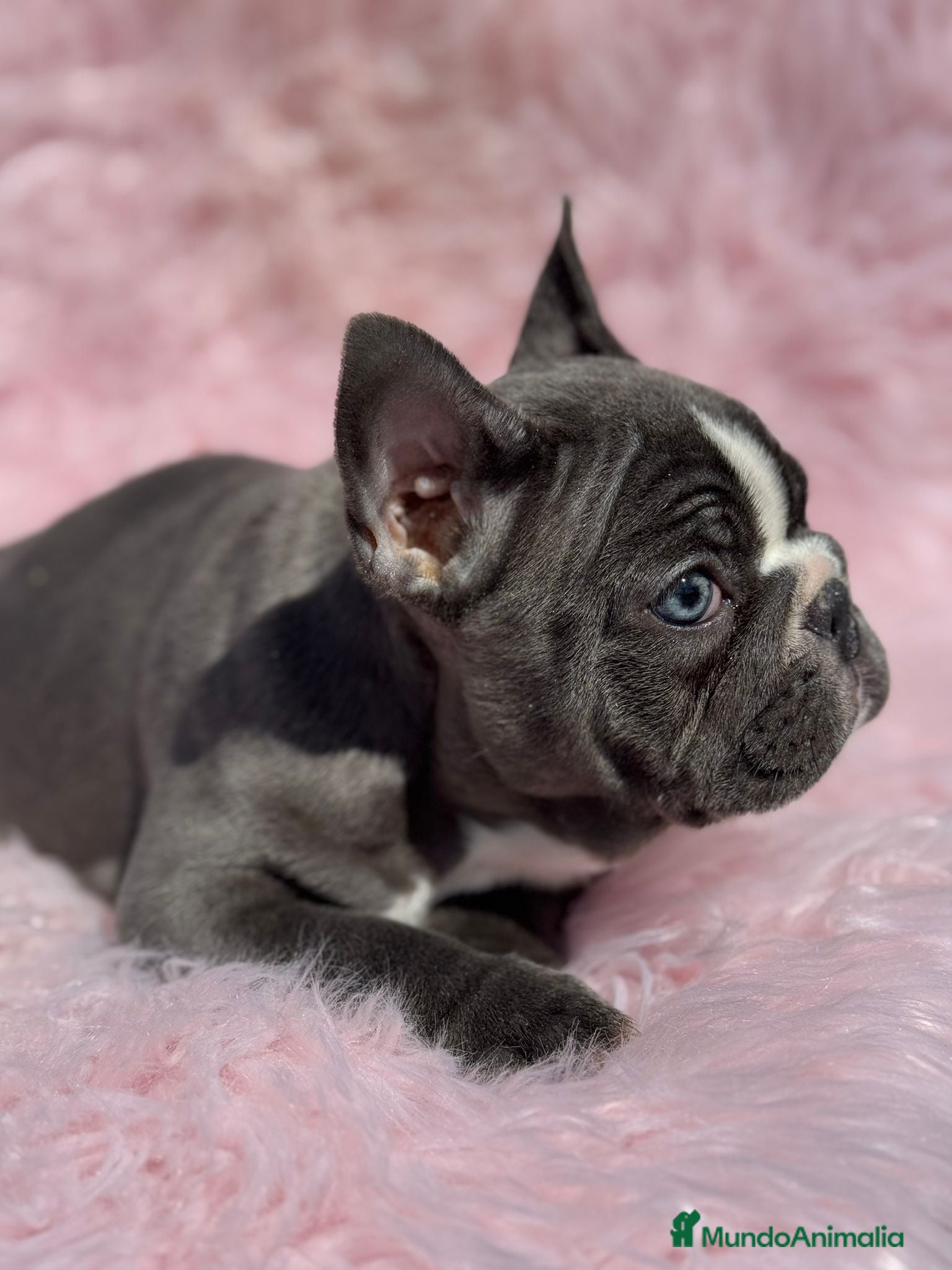 Bulldog Francés perros EXTRAORDINARIA HEMBRA BICOLOR BLUE  en Barcelona - Anuncio 2