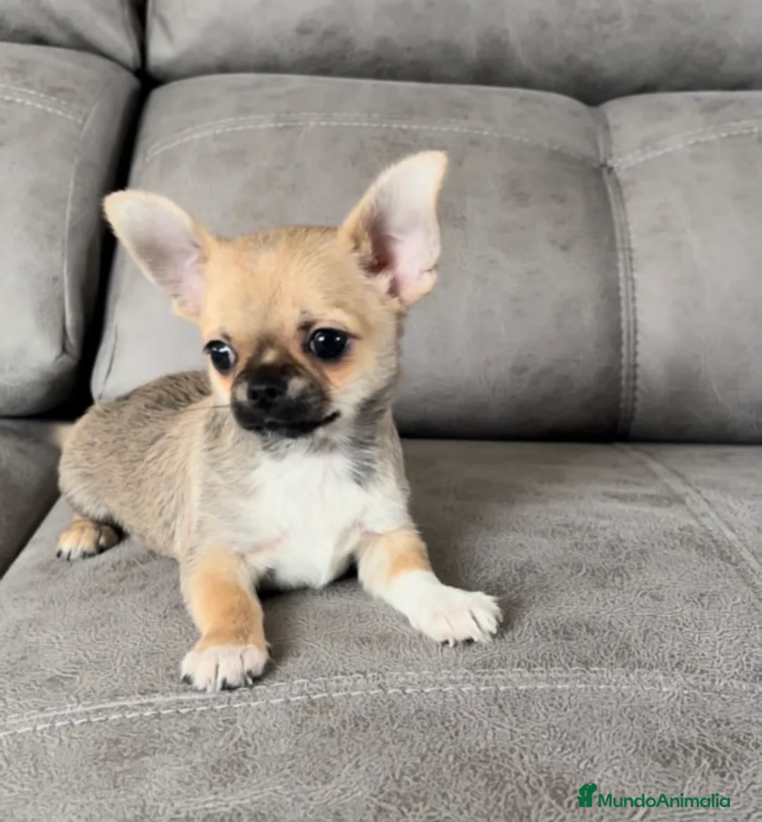 Chihuahua perros en venta: CHIHUAHUA MACHO Y HEMBRA - Anuncio 1