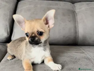 Chihuahua perros CHIHUAHUA MACHO Y HEMBRA - Anuncio 1
